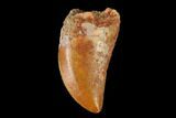 Serrated, Baby Carcharodontosaurus Tooth - Morocco #159299-1